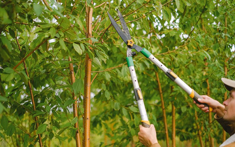 Tree trimming in Kalaheo, HI